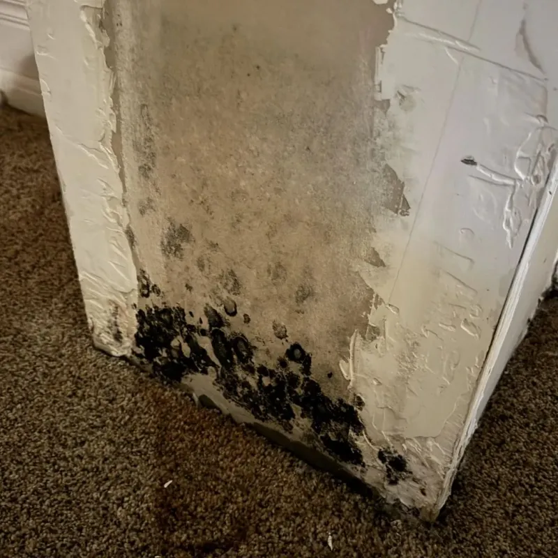 Professional Mold Removal in Beckley, WV